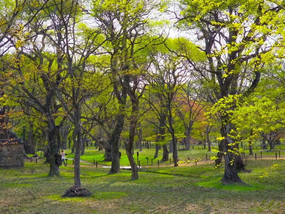 경주 계림 봄 나들이
