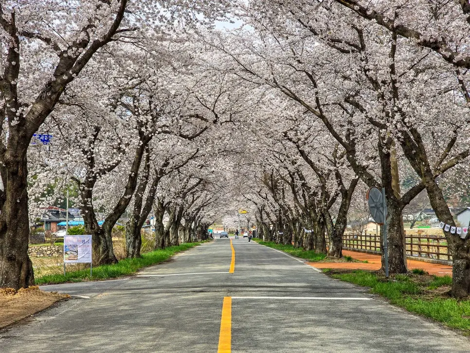 경주 늦은 벚꽃