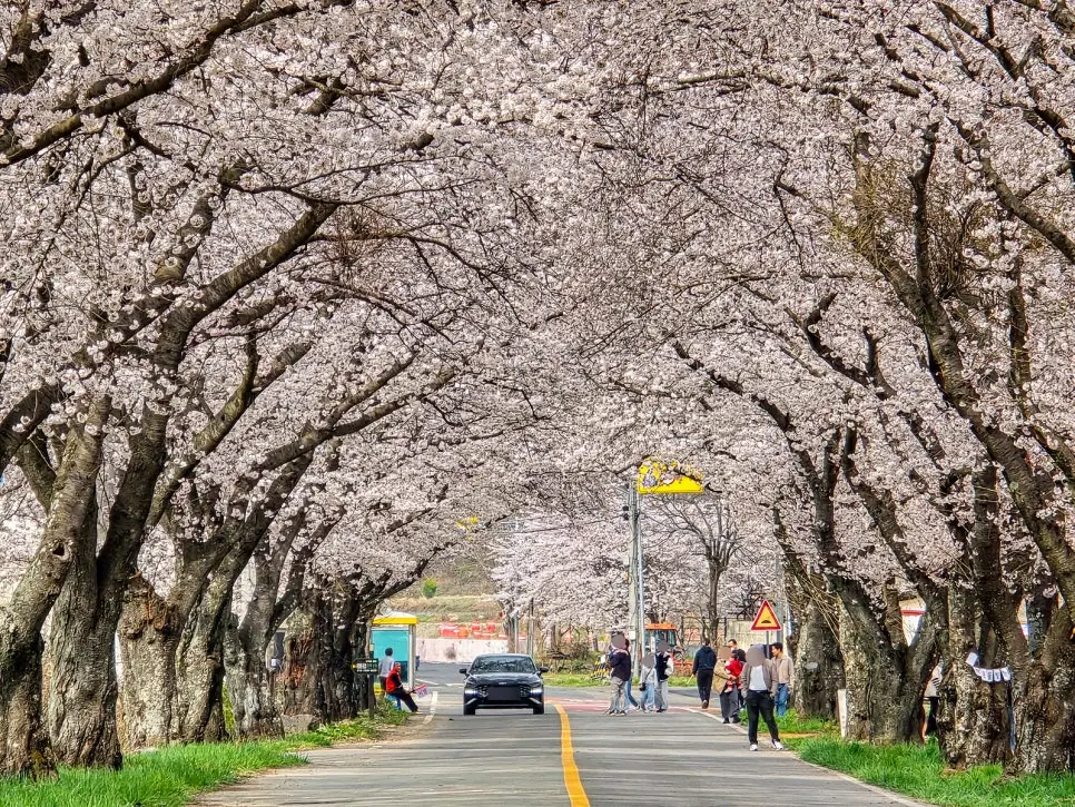 경주 늦은 벚꽃