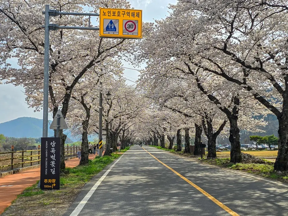 경주 늦은 벚꽃