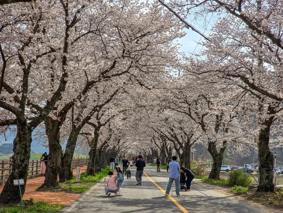 경주 늦은 벚꽃