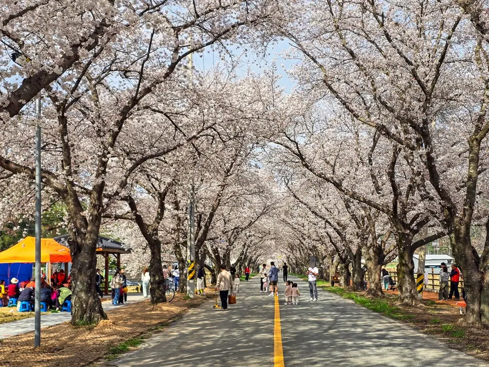 경주 늦은 벚꽃