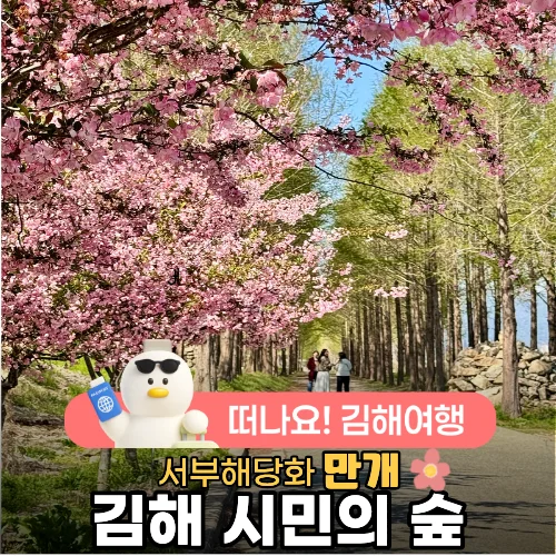 메타세쿼이아 숲길에 이 꽃이 만개?"... 경남 김해 숲, 100그루 서부해당화 핀 4월 명소