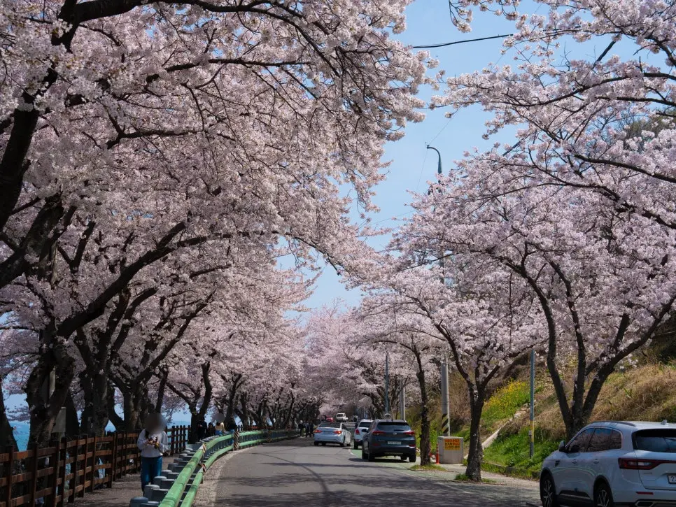 남해 벚꽃