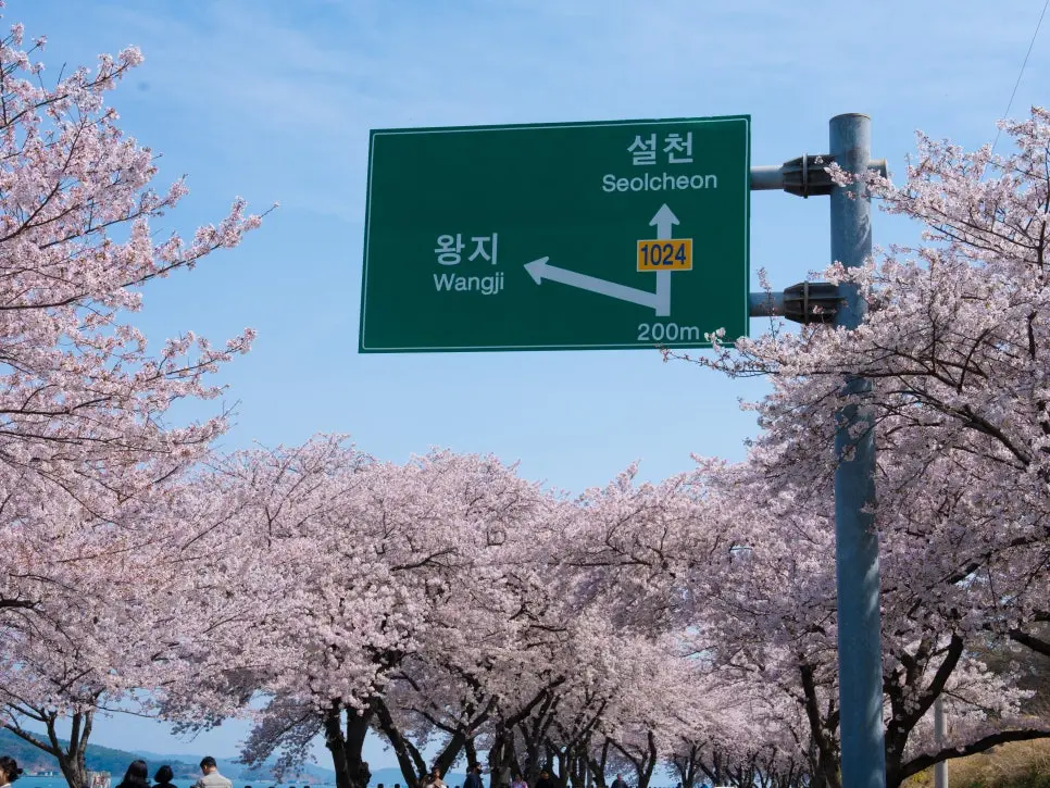 남해 벚꽃