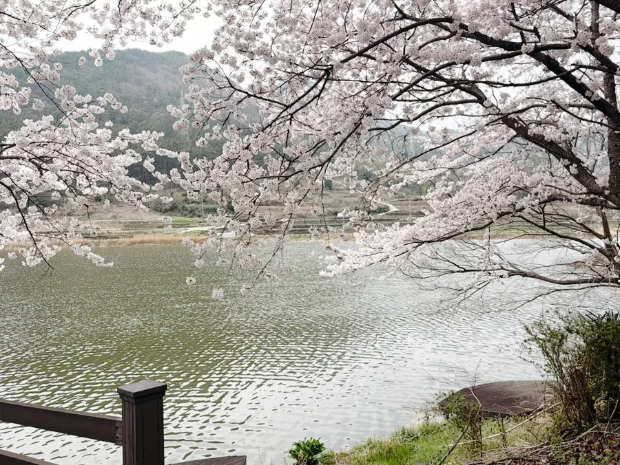 남해 벚꽃 여행