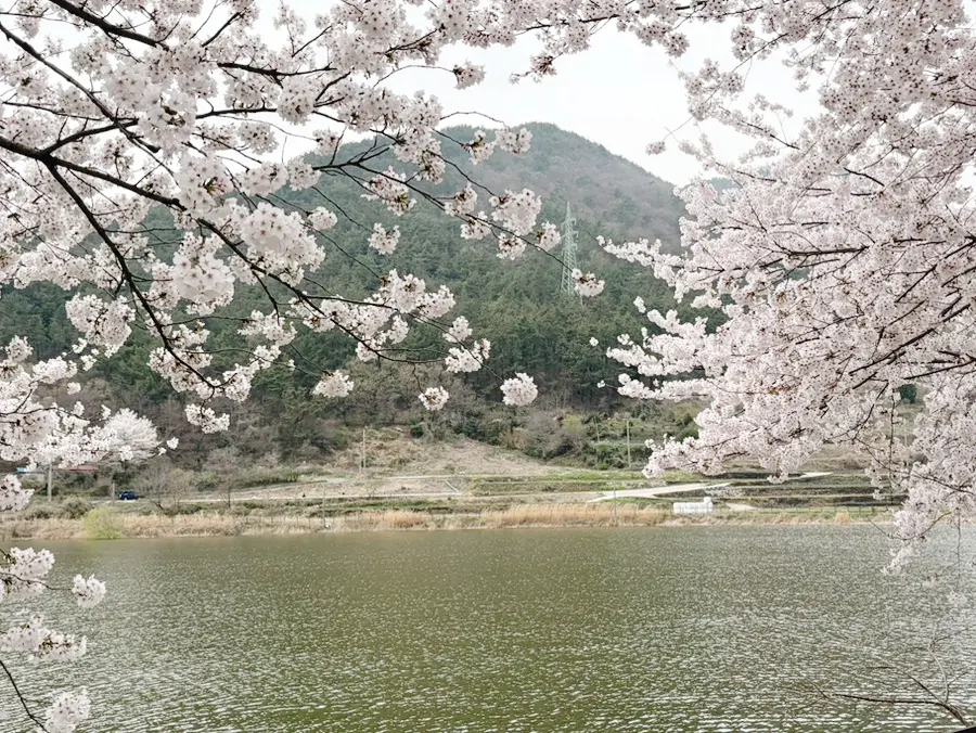 남해 벚꽃 여행