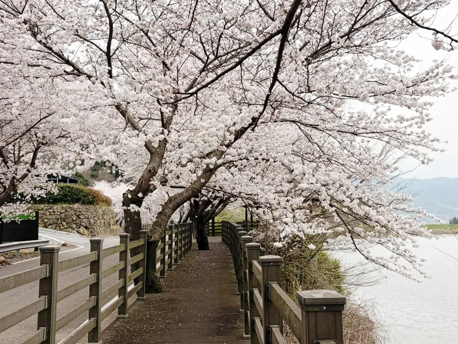 남해 벚꽃 여행