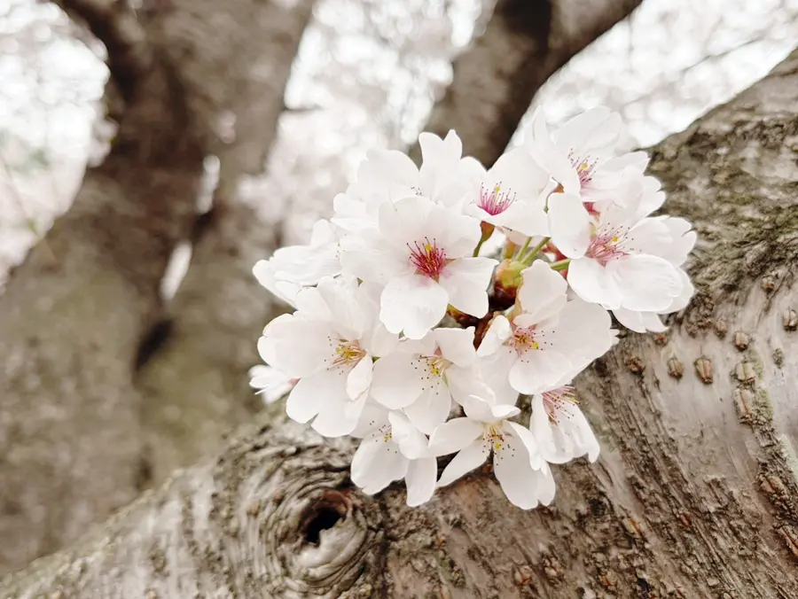 남해 벚꽃 여행