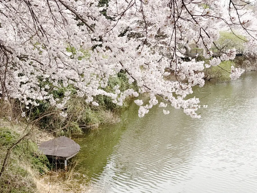 남해 벚꽃 여행