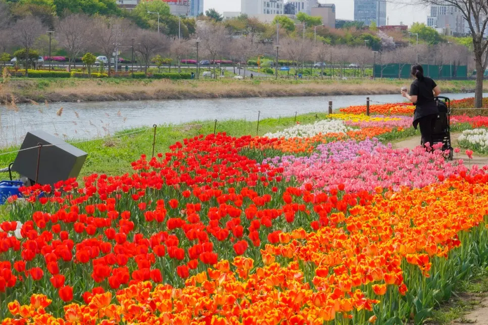 동대문구 튤립