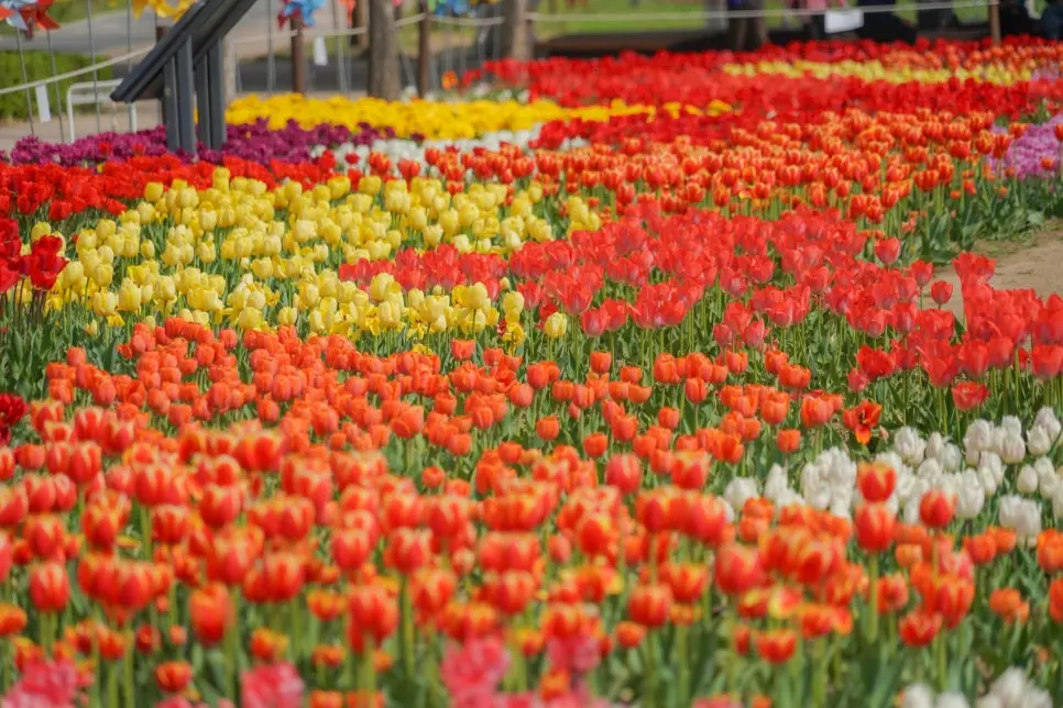 동대문구 튤립