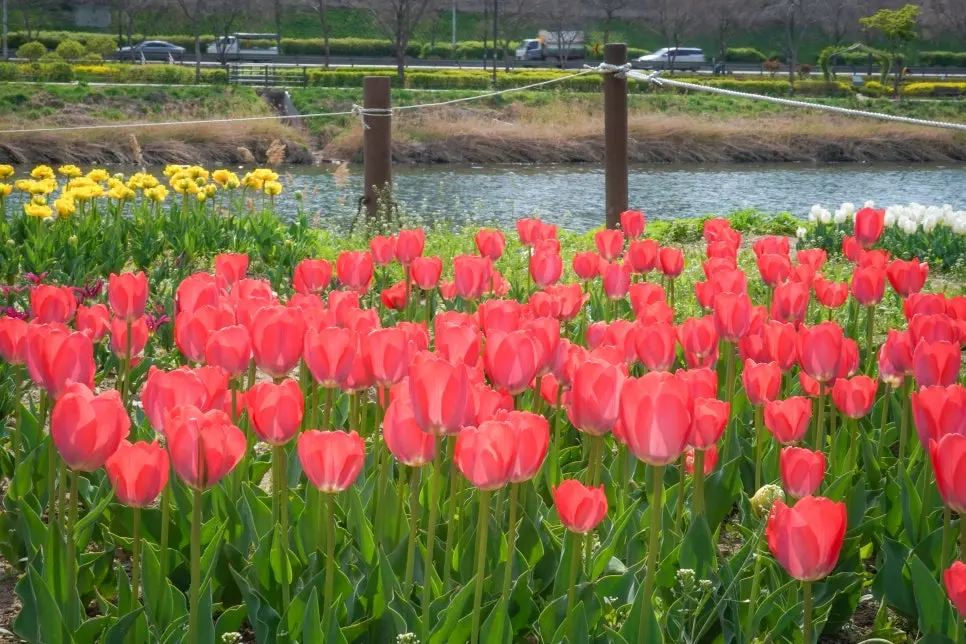 동대문구 튤립