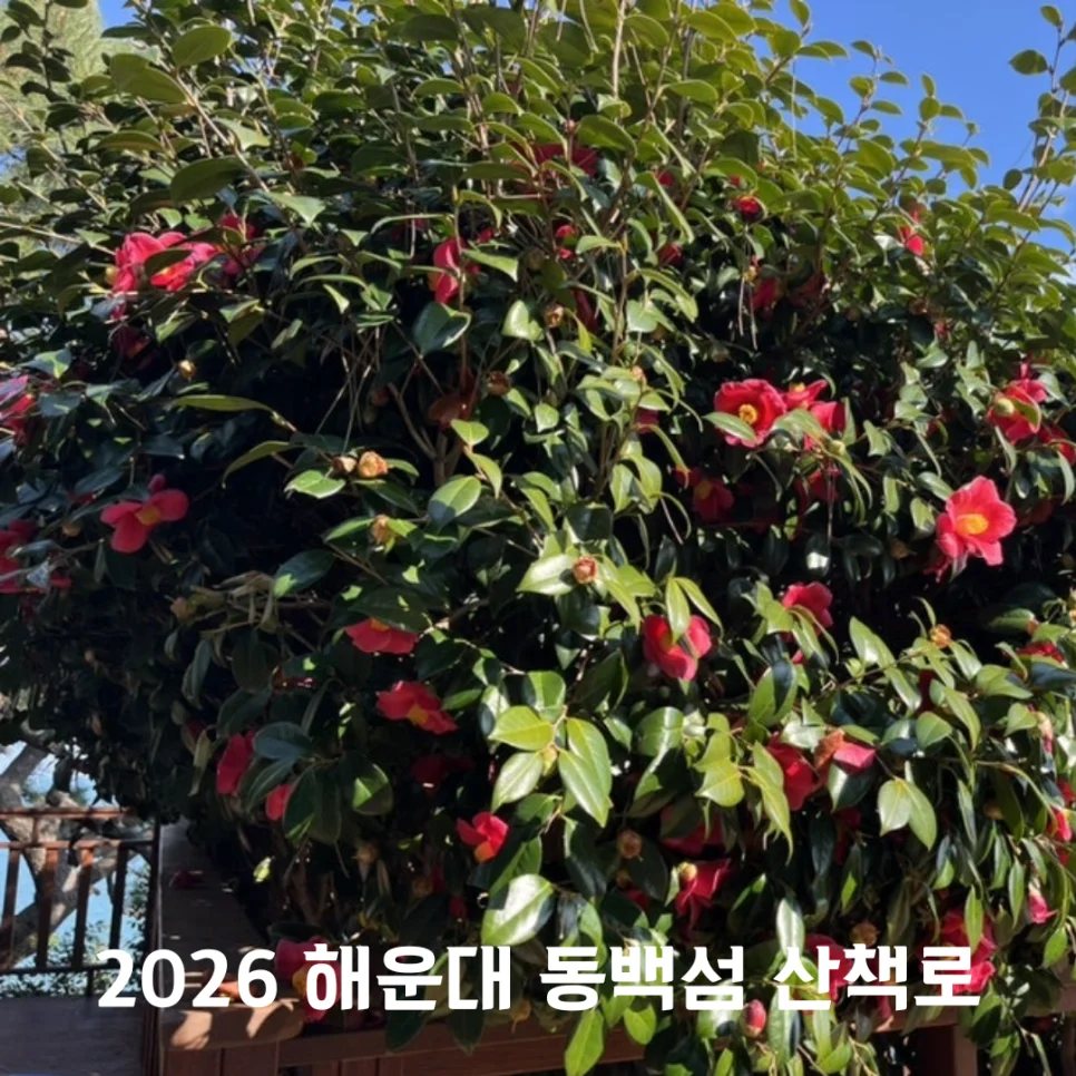 인생샷과 데이트를 동시에 즐긴다고?"... 1km 부산 해운대 동백섬 BEST 사진 & 데이트 코스