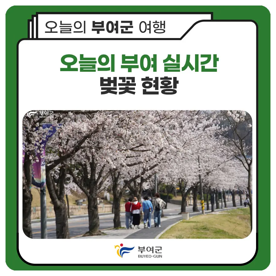 부여 궁남지 봄 산책