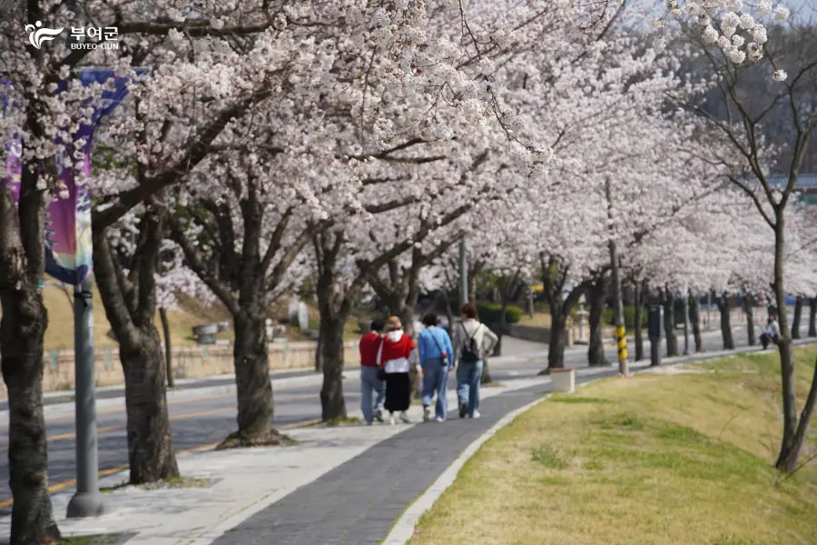 부여 궁남지 봄 산책