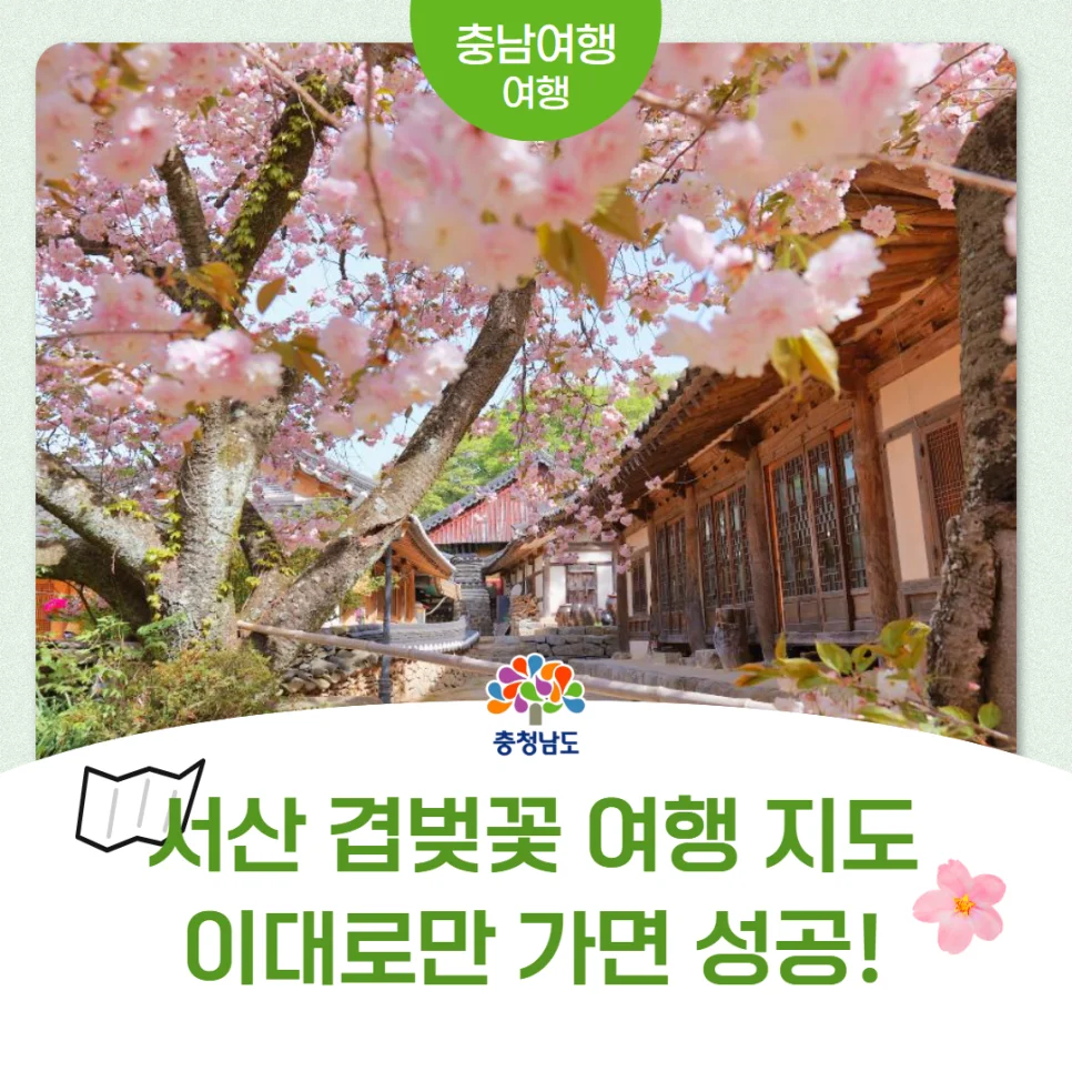 이 지도 하나면 겹벚꽃 여행 끝"... 충남 서산 겹벚꽃 명소 5곳 완벽 코스