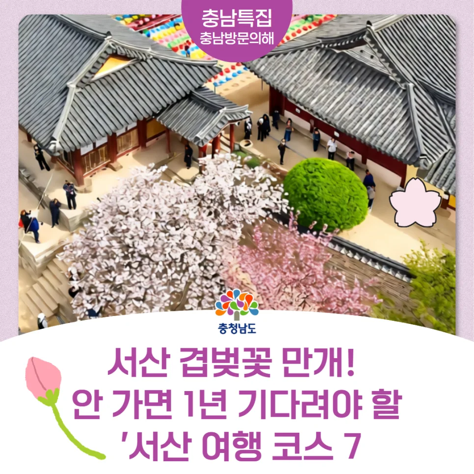 지금 안 가면 1년을 기다려야 해?"... 충남 서산 겹벚꽃 만개 놓치면 후회할 여행 코스 7