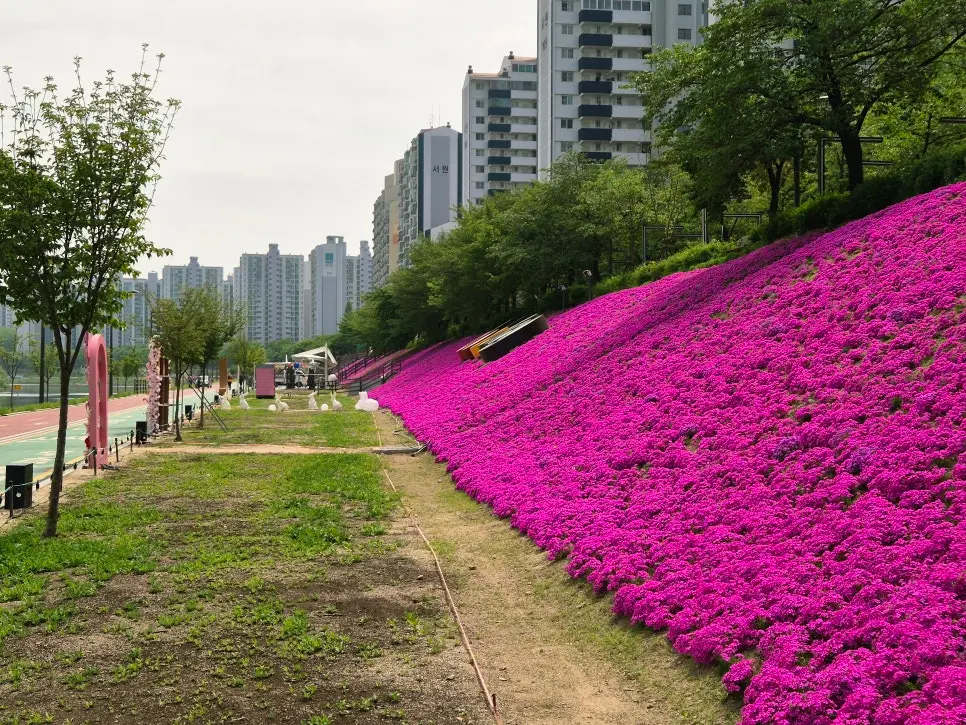서울 중랑천 꽃잔디