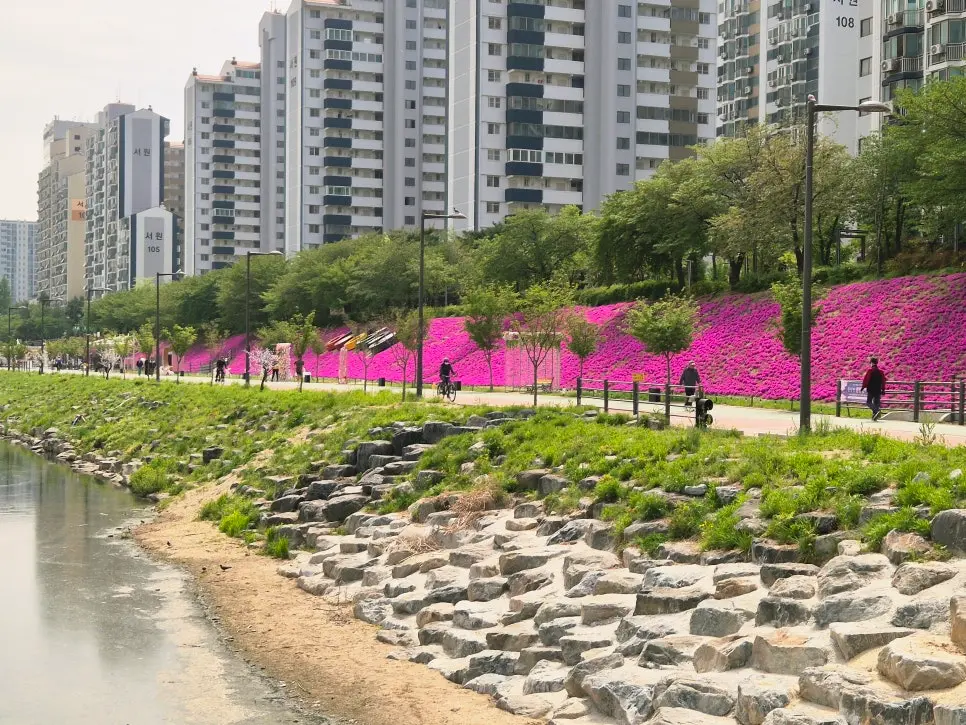 서울 중랑천 꽃잔디