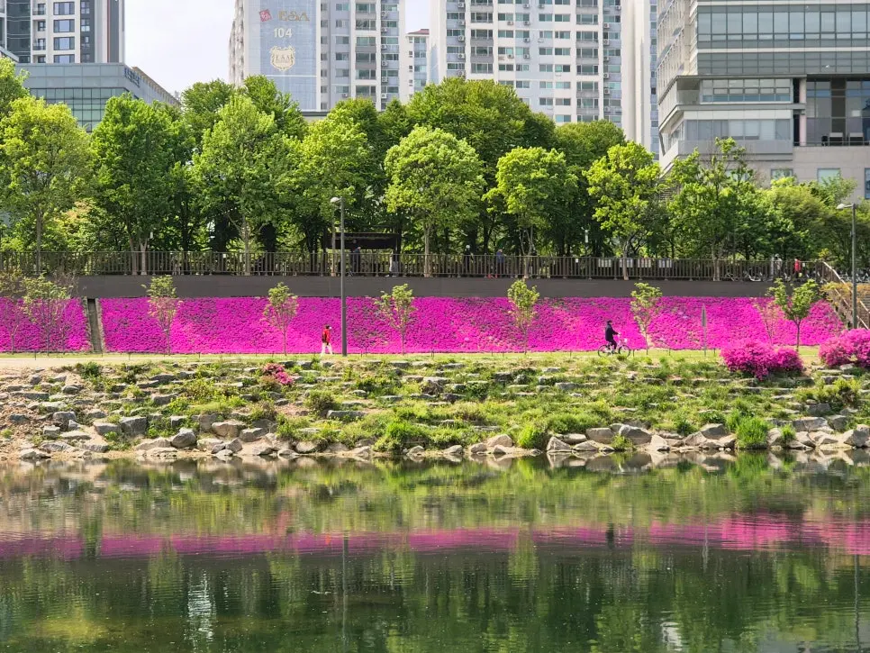 서울 중랑천 꽃잔디