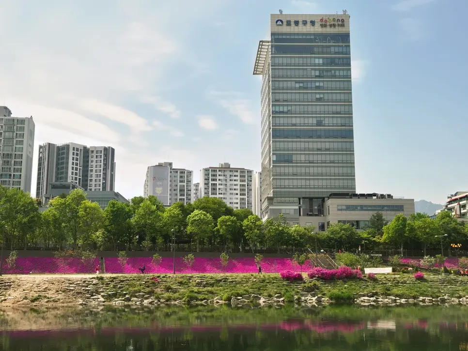 서울 중랑천 꽃잔디