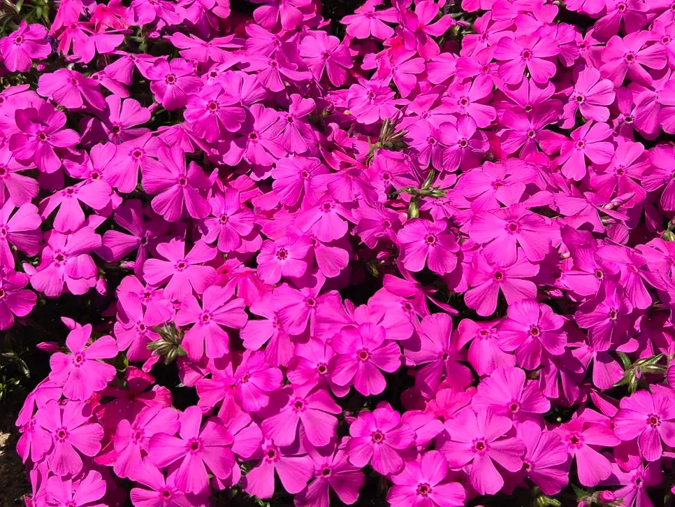 서울 중랑천 꽃잔디