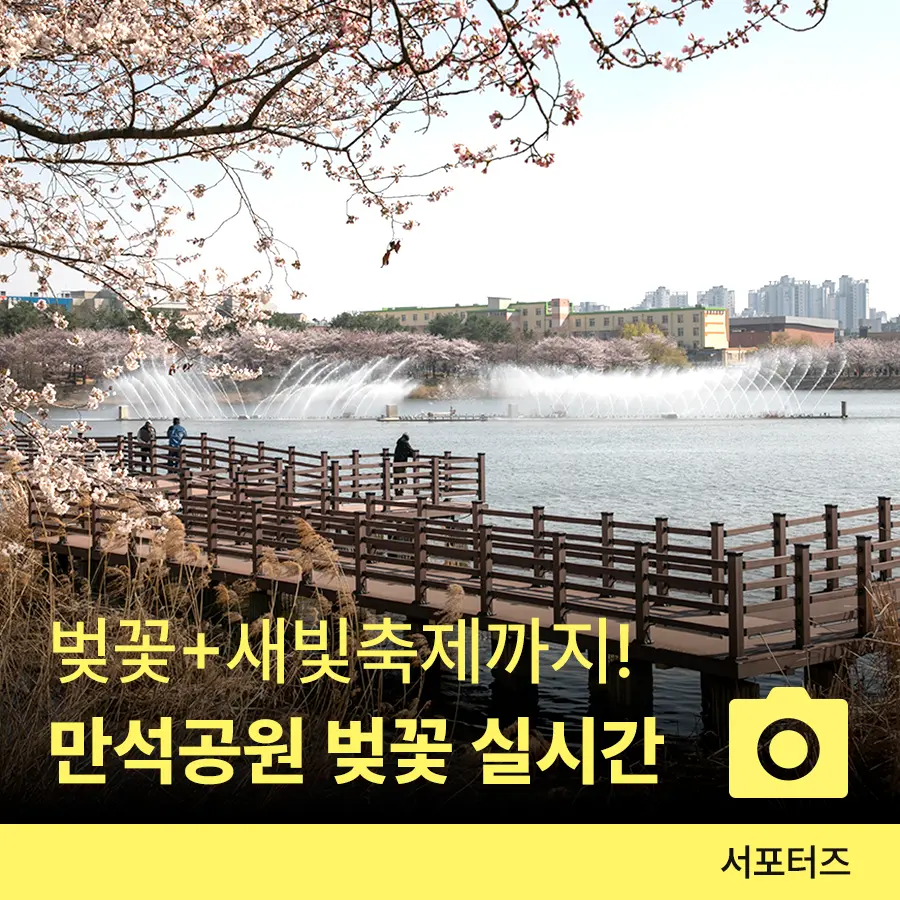 수원 만석공원 벚꽃