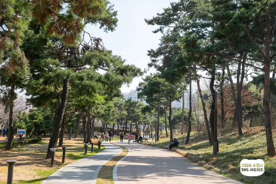 수원 만석공원 벚꽃