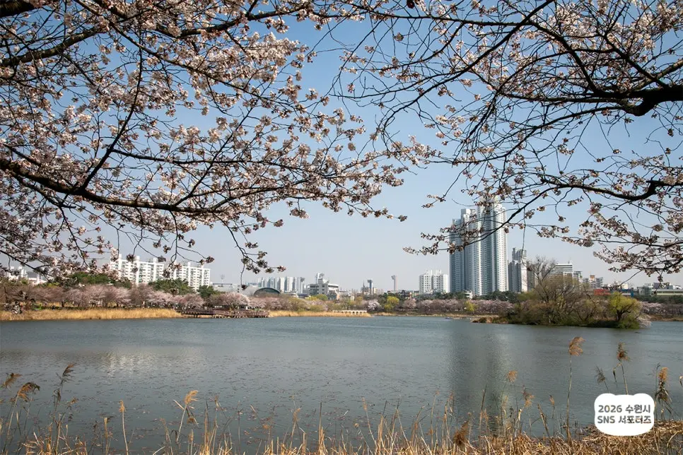 수원 만석공원 벚꽃