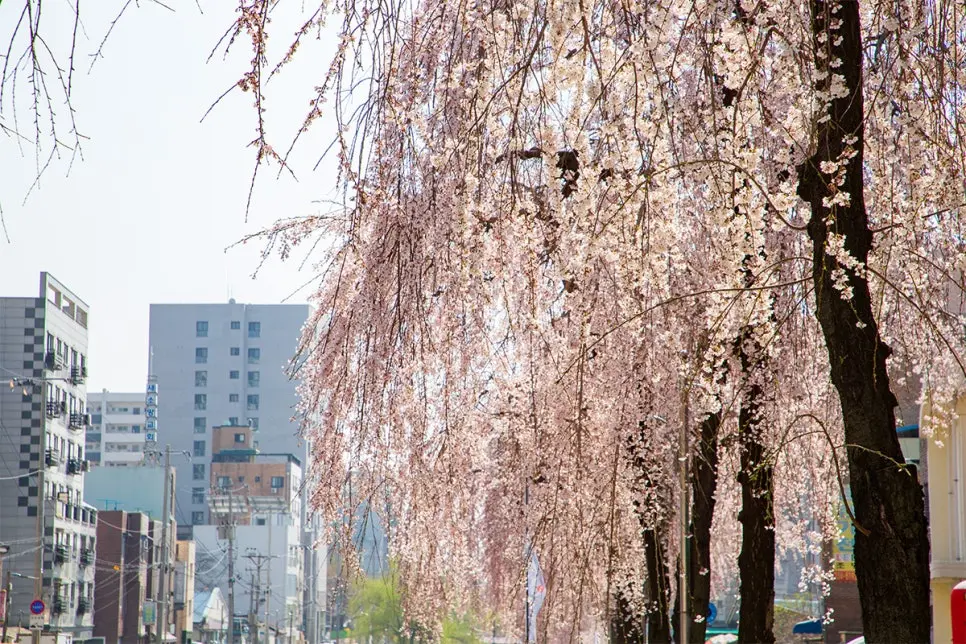 수원 만석공원 벚꽃