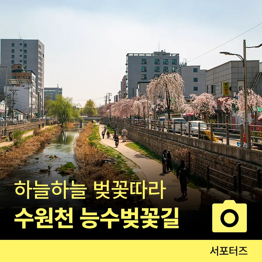 수원 만석공원 벚꽃