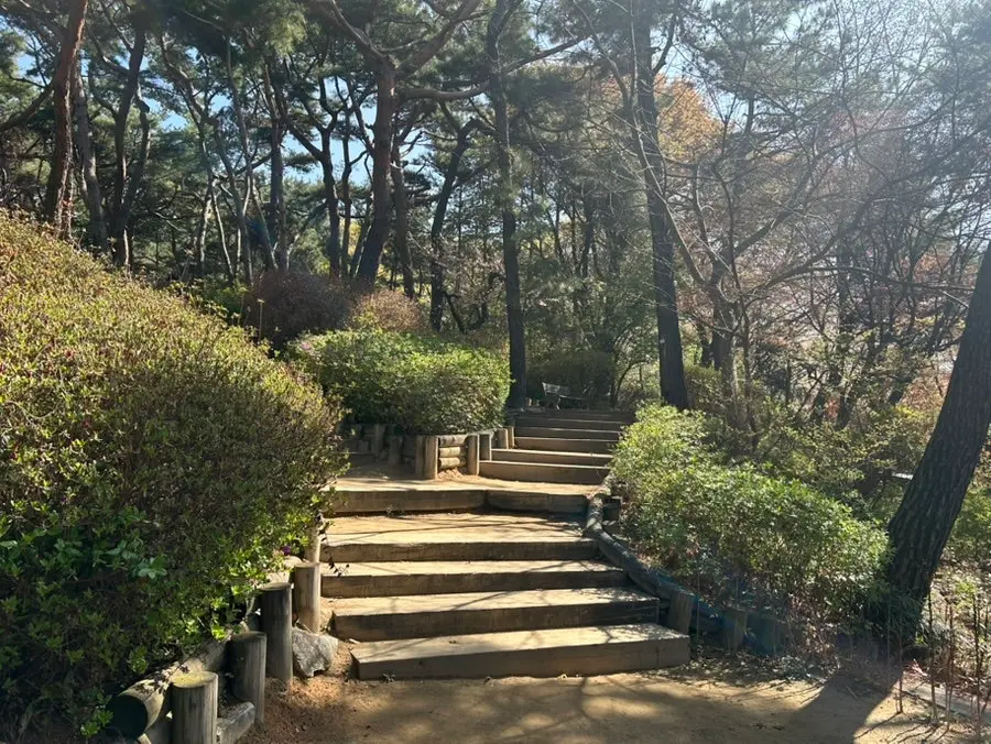 아차산성 벚꽃 여행