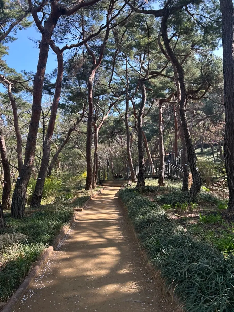 아차산성 벚꽃 여행