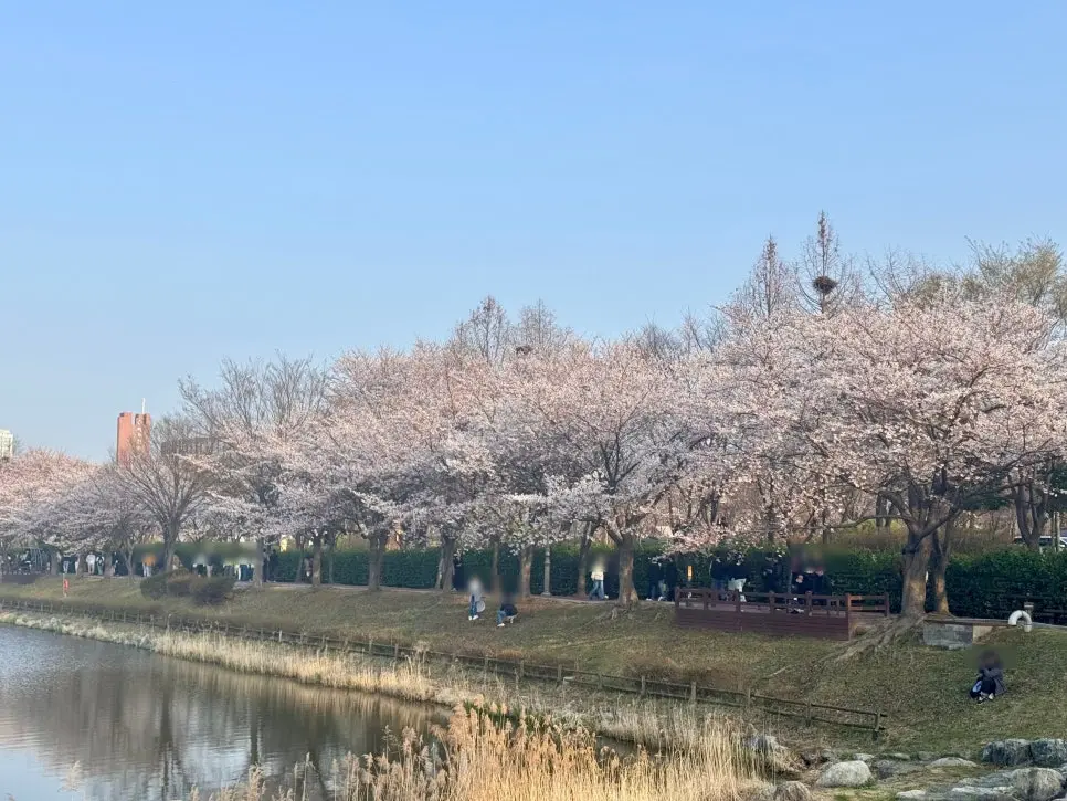 안산시 벚꽃 명소
