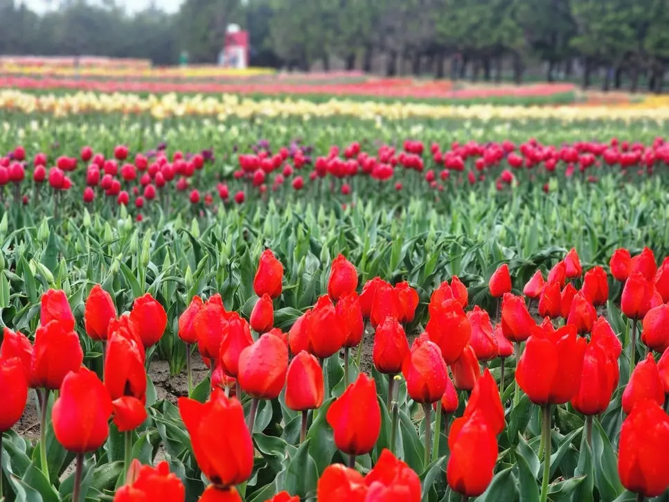 전남 신안 튤립축제
