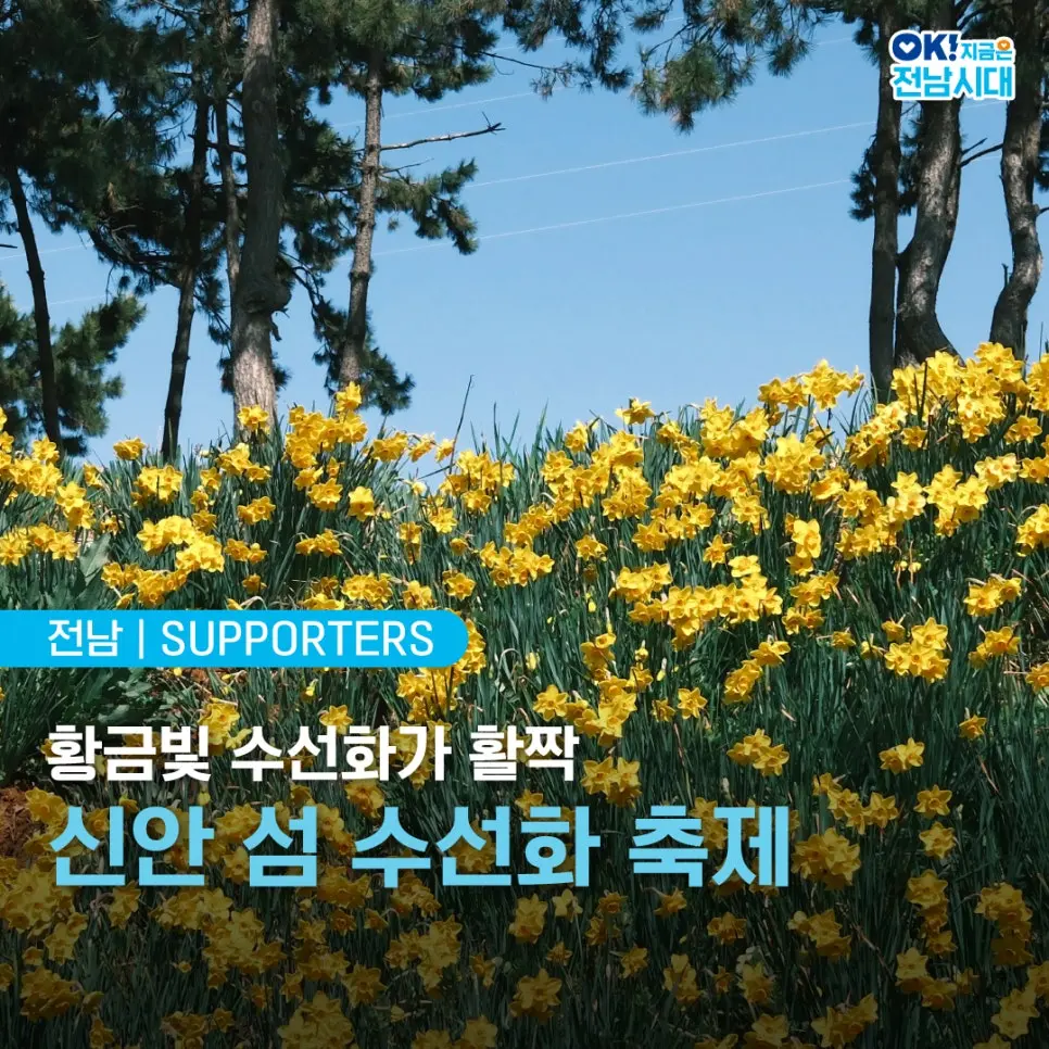 전남 신안 튤립축제