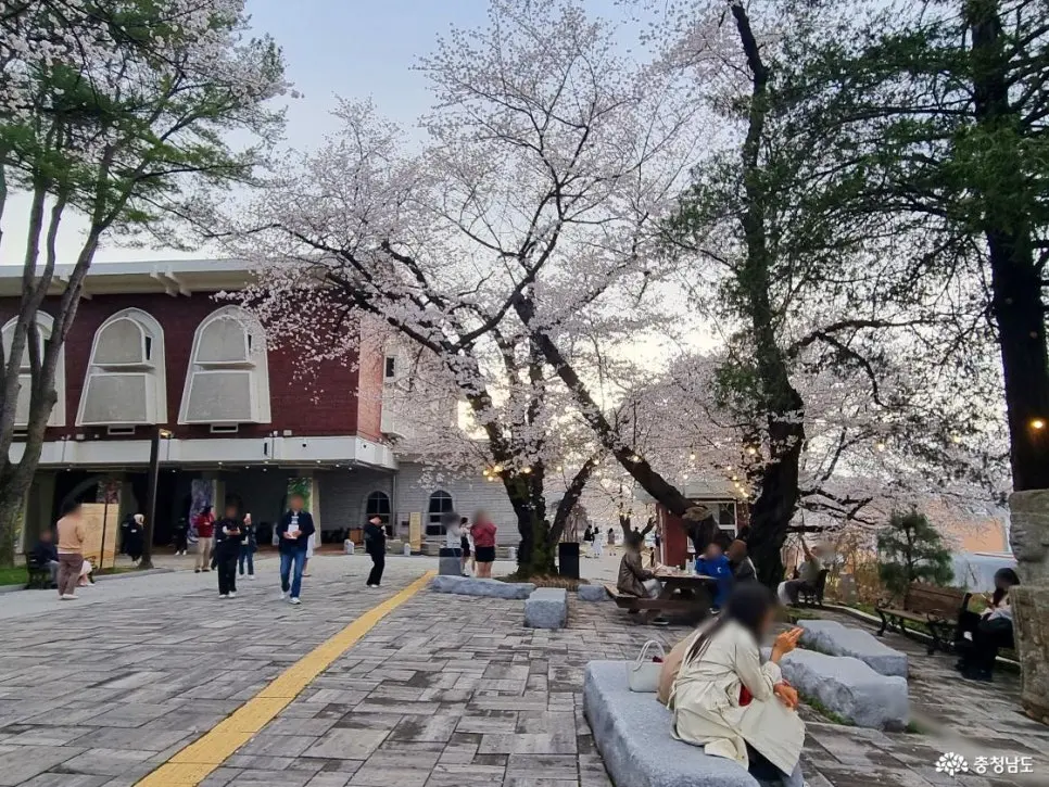 충남 공주 벚꽃 명소