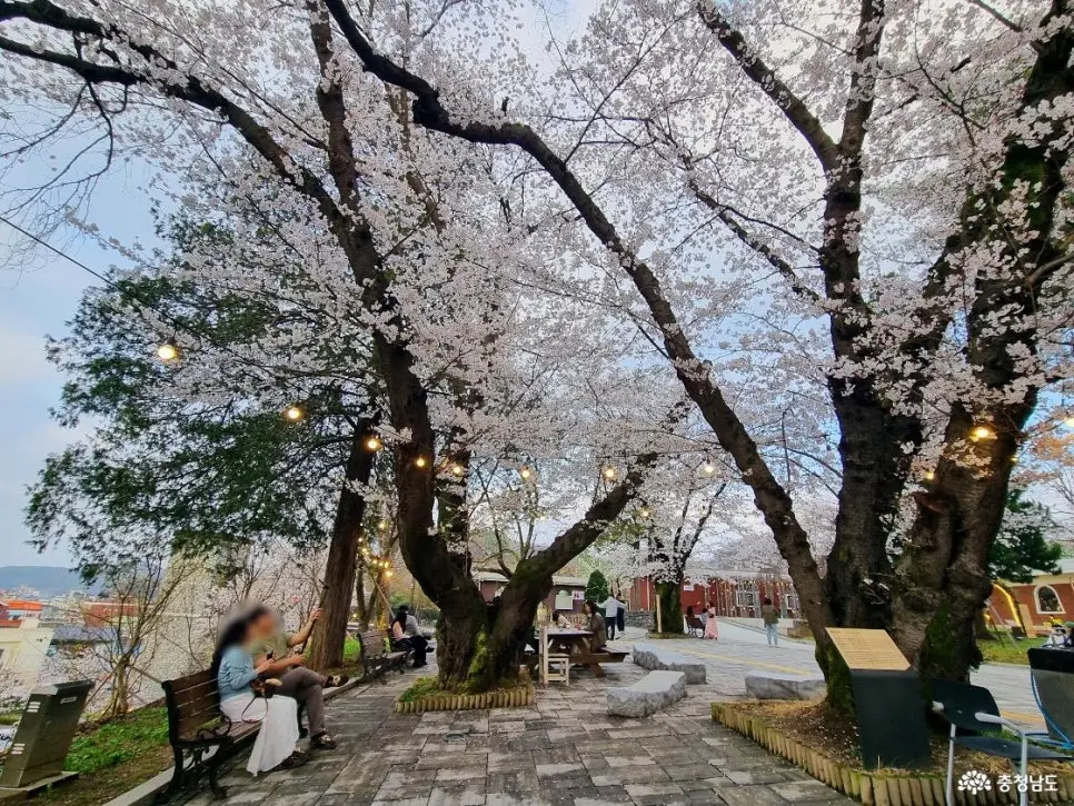 충남 공주 벚꽃 명소