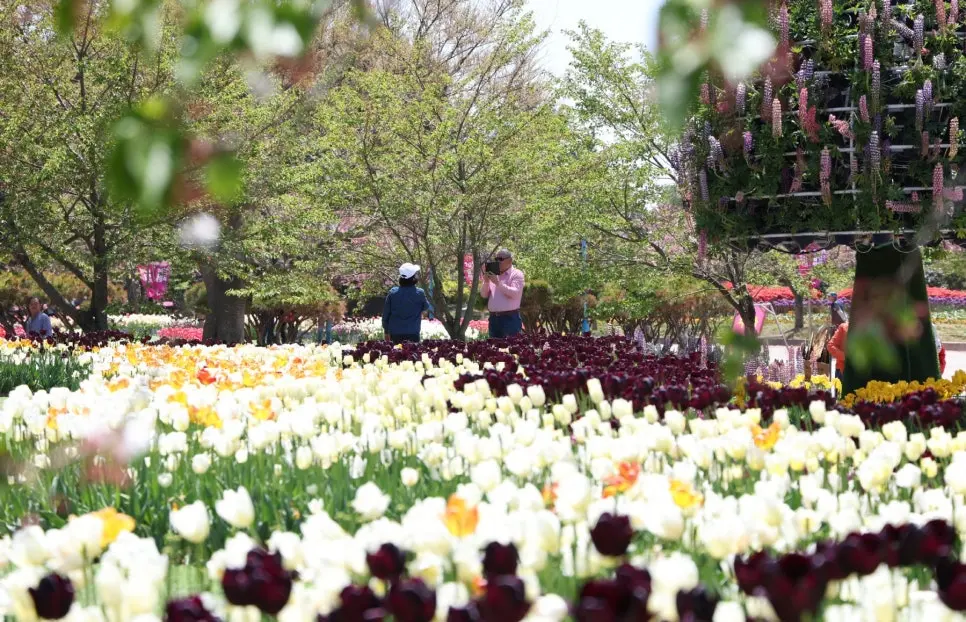 태안 튤립축제