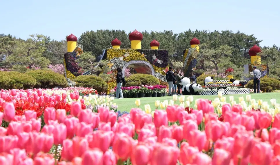 태안 튤립축제