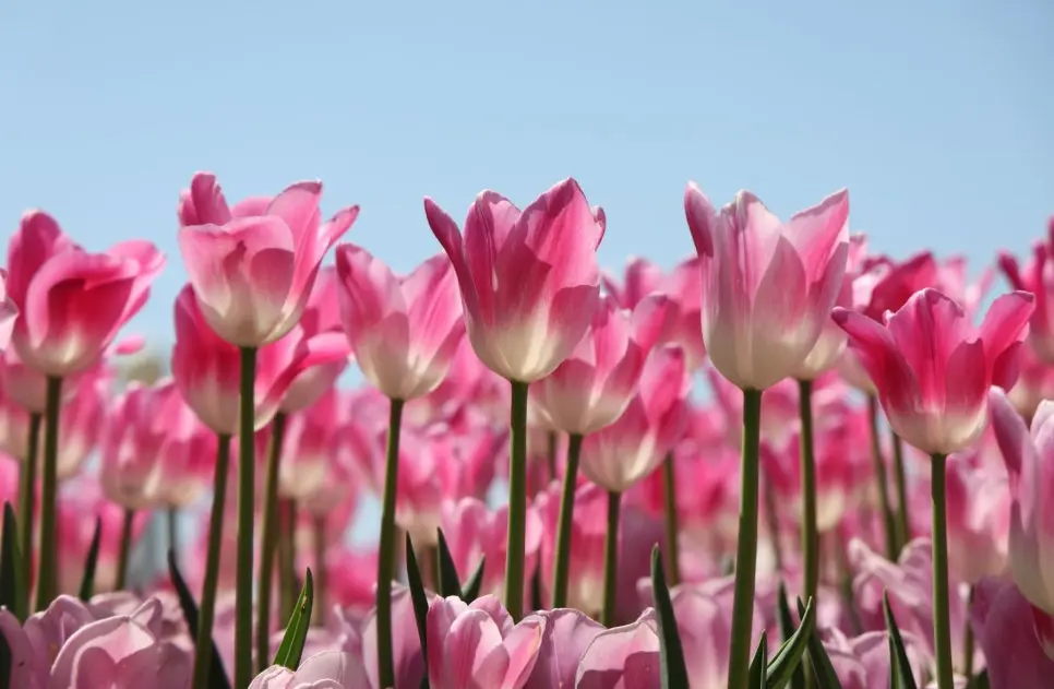 태안 튤립축제