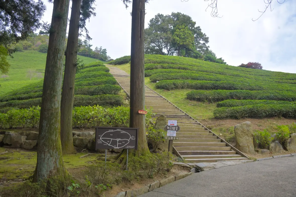 대한다원(보성다원)