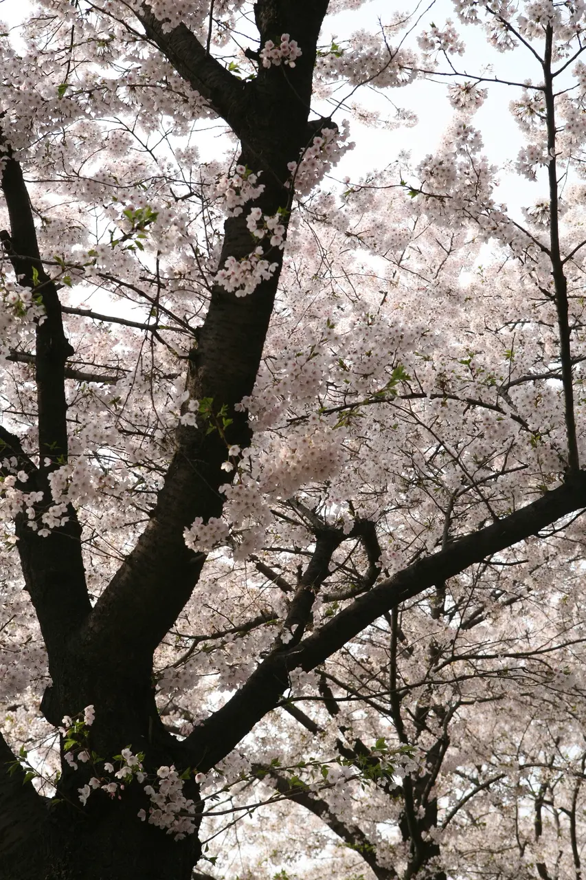 영등포 여의도 봄꽃축제