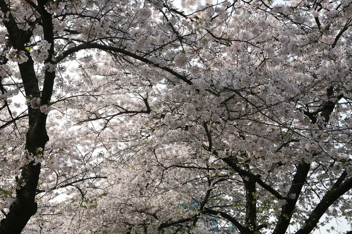영등포 여의도 봄꽃축제