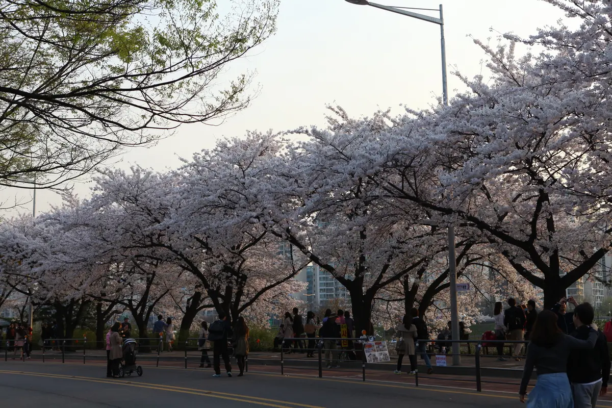 영등포 여의도 봄꽃축제