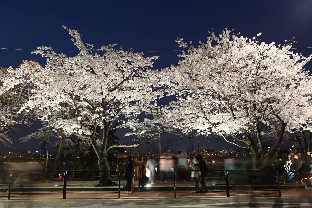 영등포 여의도 봄꽃축제