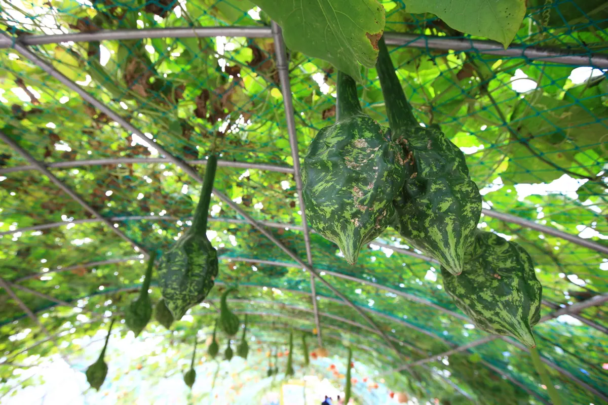 2010 제천국제한방바이오엑스포