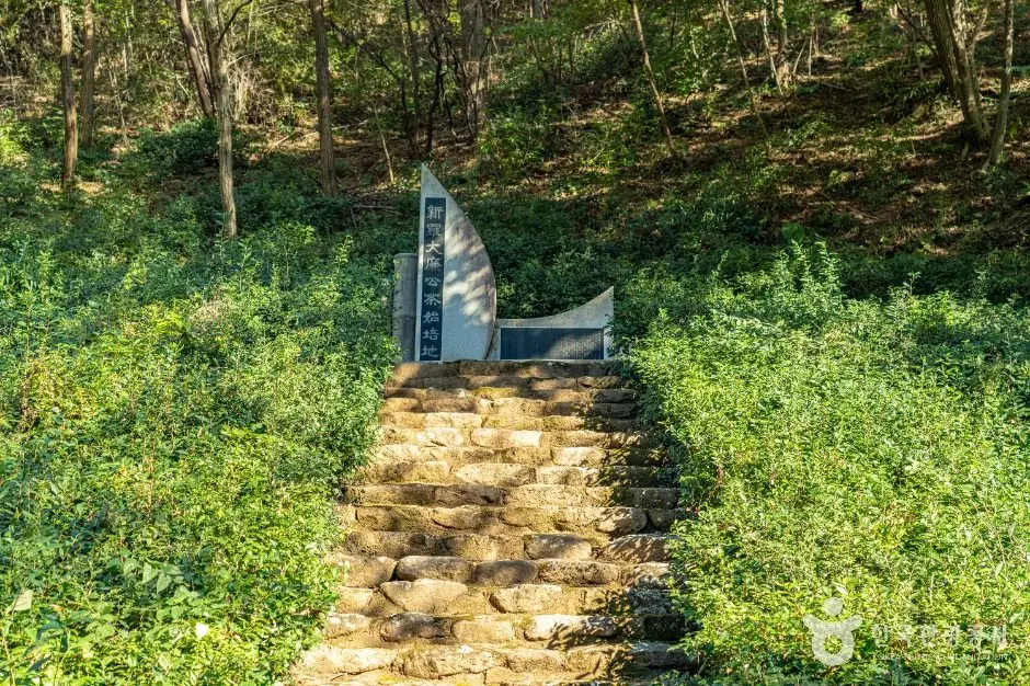 보령 녹차