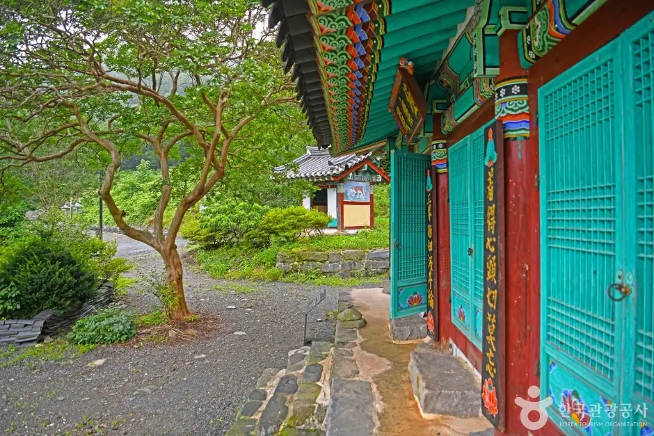 보령 녹차밭